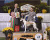 Best Jr Handler Fall 2013.jpg (79624 bytes)