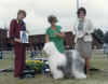 First Show Herding Group.jpg (29679 bytes)