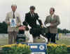 First Show Sporting Group 1984.jpg (32125 bytes)