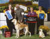 Hound Group Fall 2013.jpg (84961 bytes)